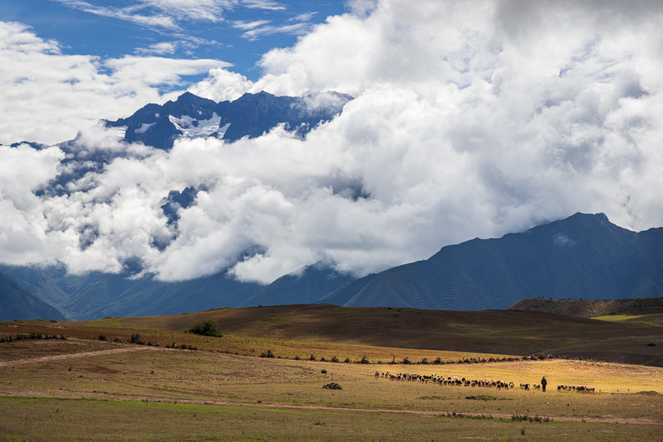 Sheep and Mountains 