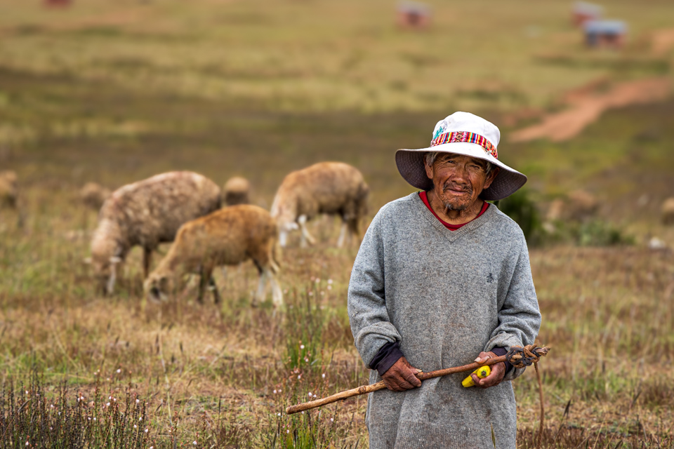 Shepherd
