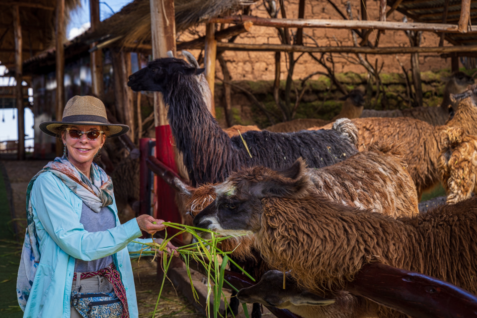 Hungry Llama