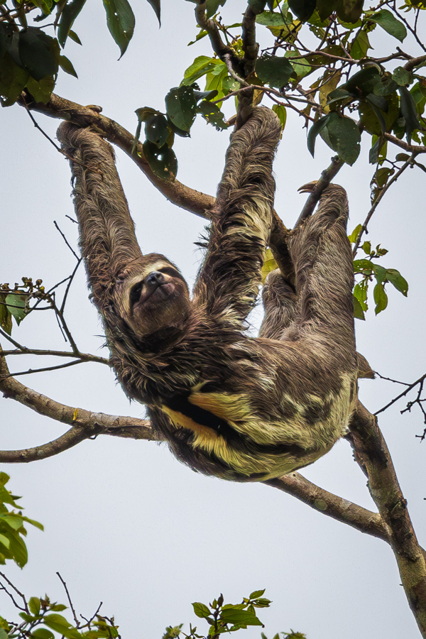 Brown-Throated Three-Toed Sloth
