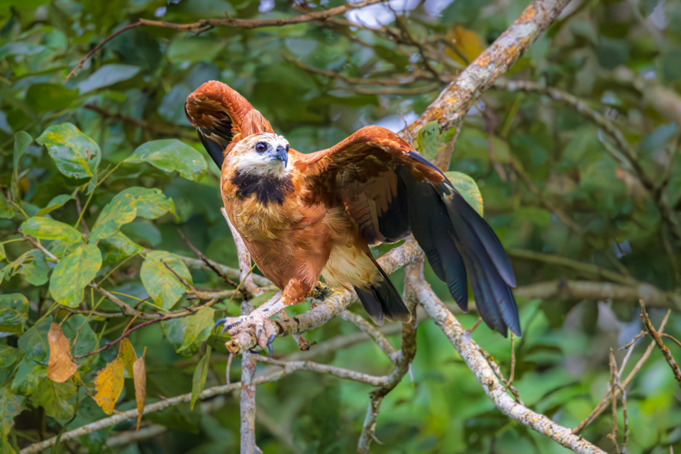 Black Collared Hawk