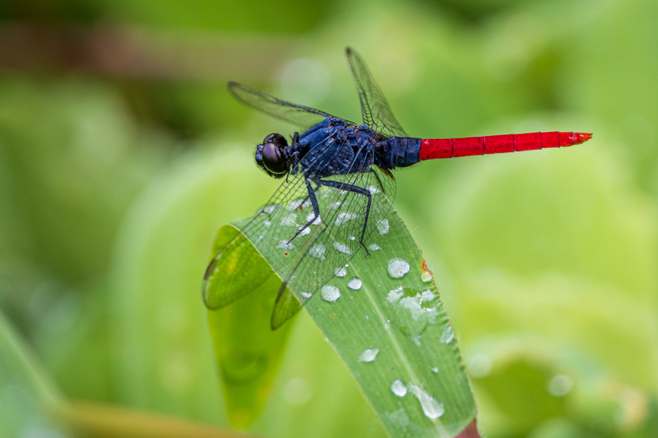 Red Tailed Dragonfly