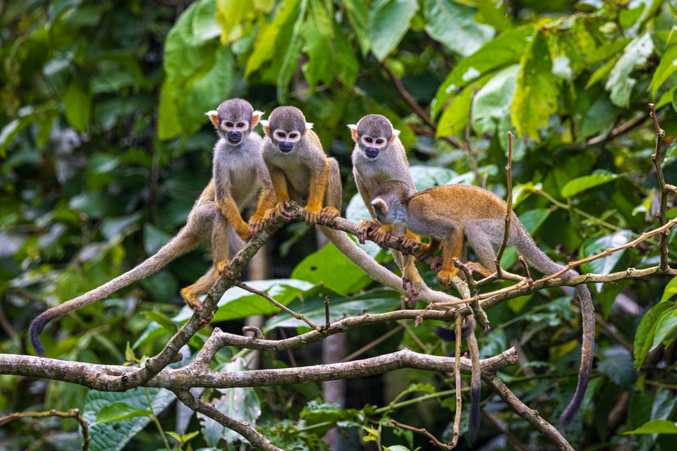 Black-Capped Squirrel Monkey