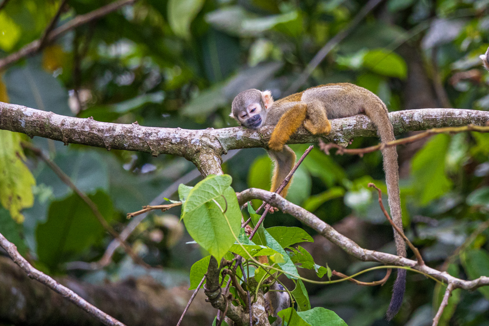 Resting