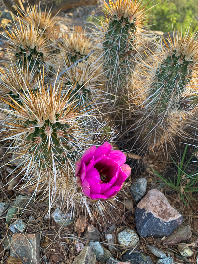 Hedgehog Flower