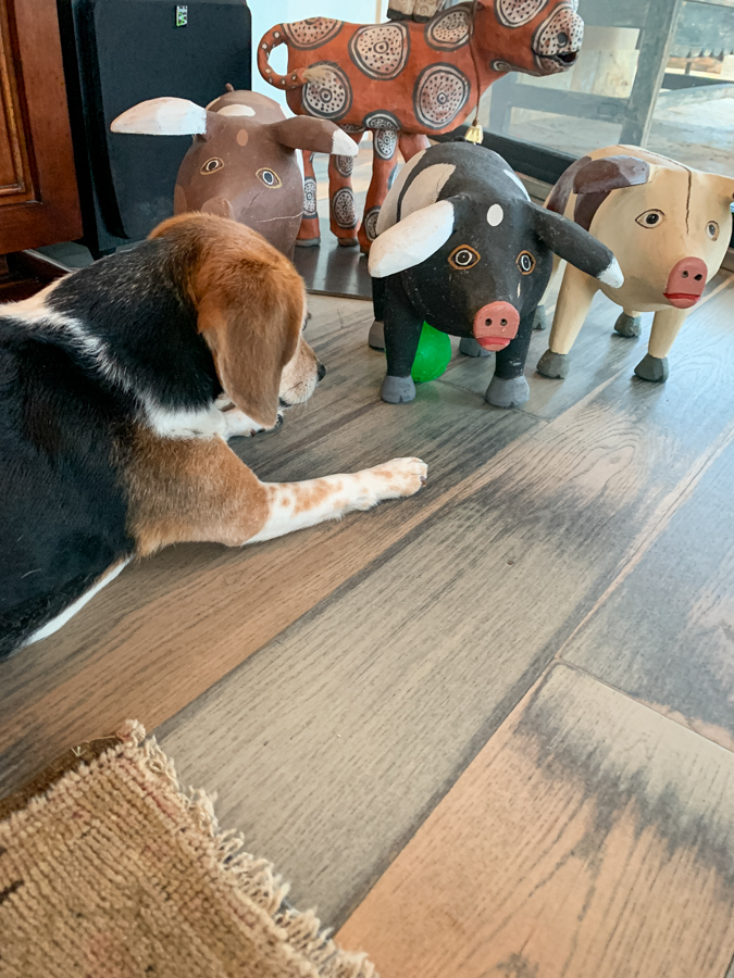Frustrated Beagle