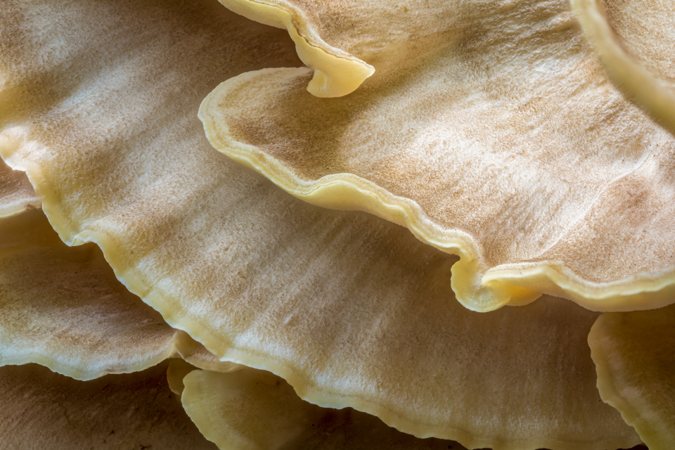 Layers of Fungus