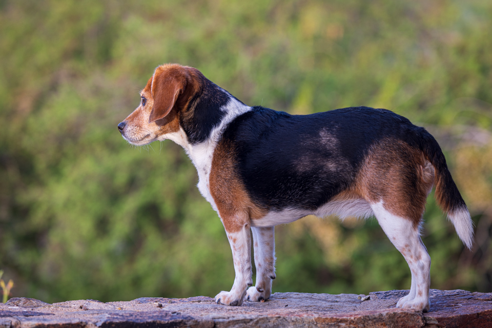 On Alert
