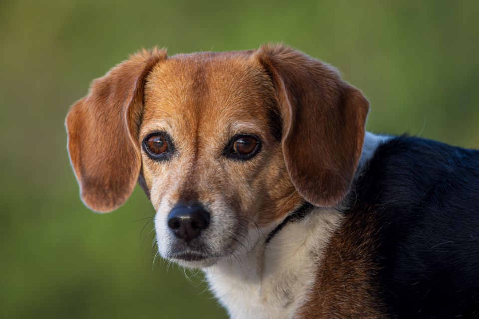Beagle Profile