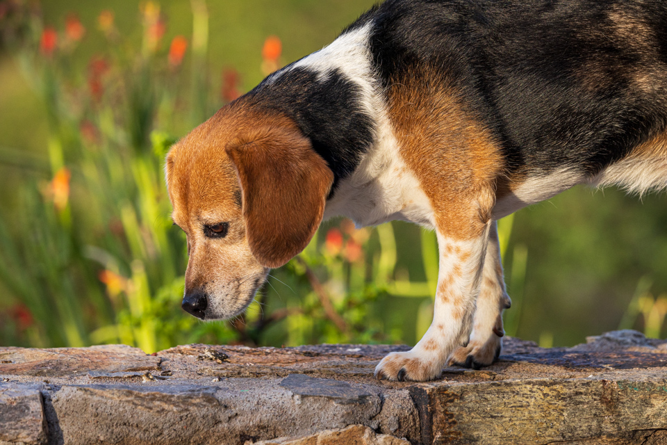 Always Sniffing