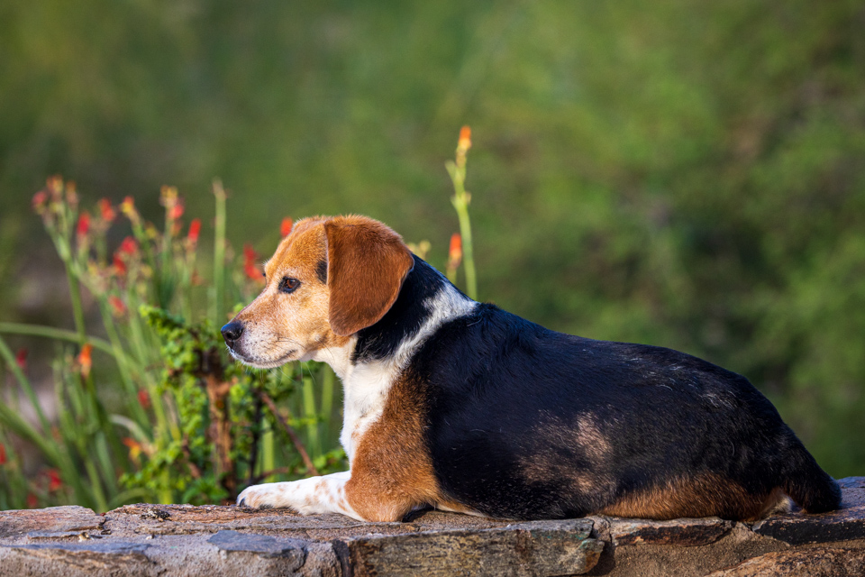Relaxed Beagle