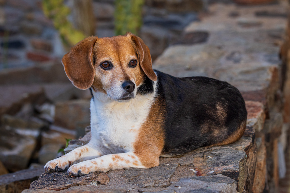Cute Beagle