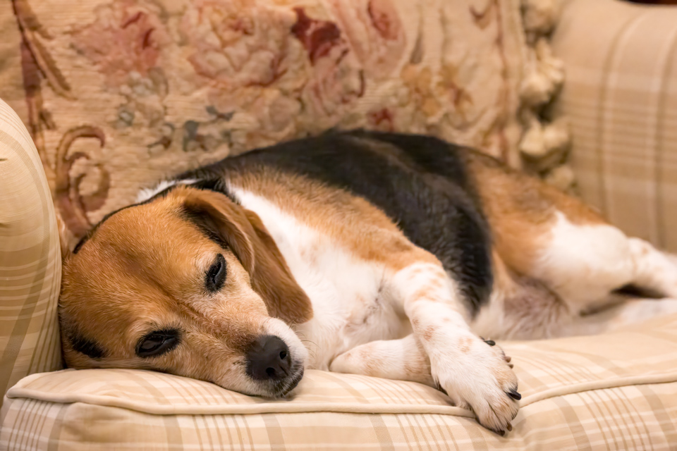 Tired Pup