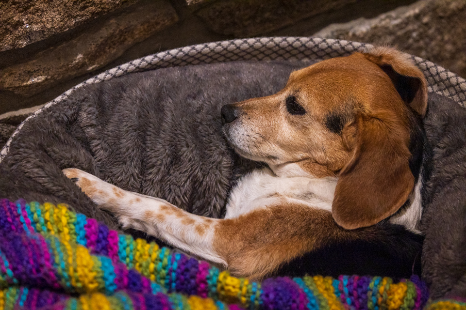 Sleeping Beagle