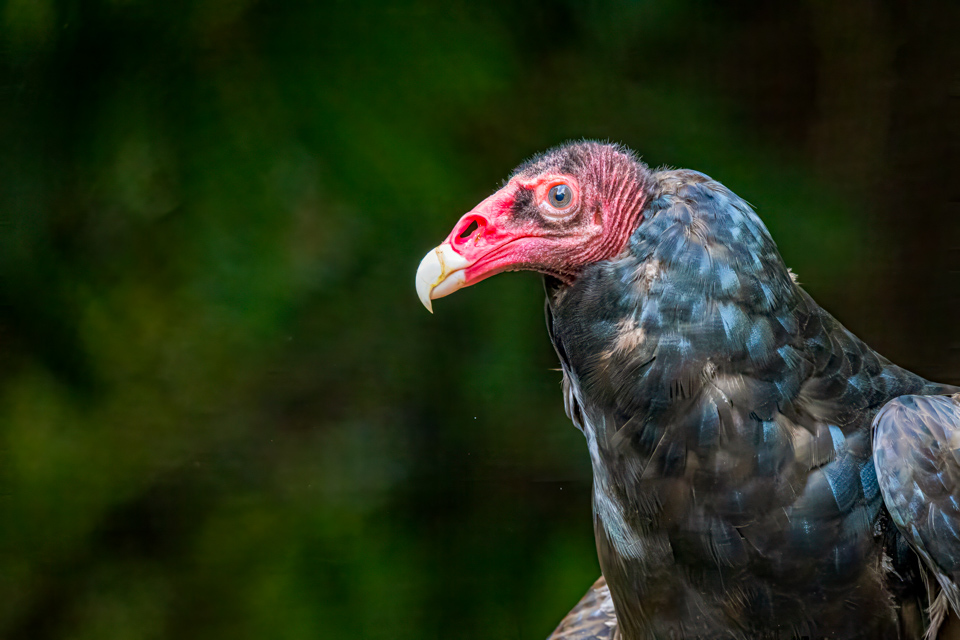 Vultures are Pretty