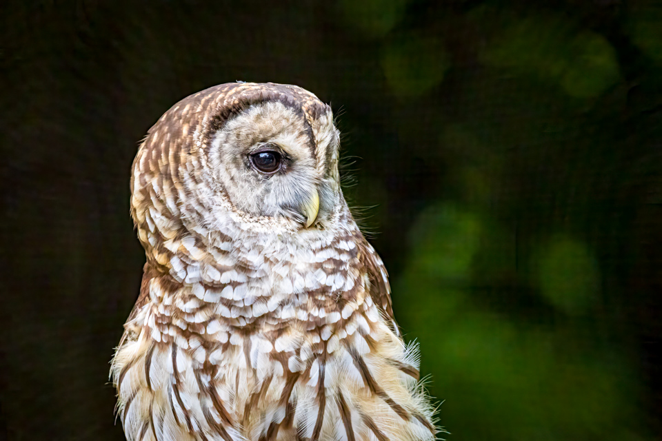 Hoo is That?