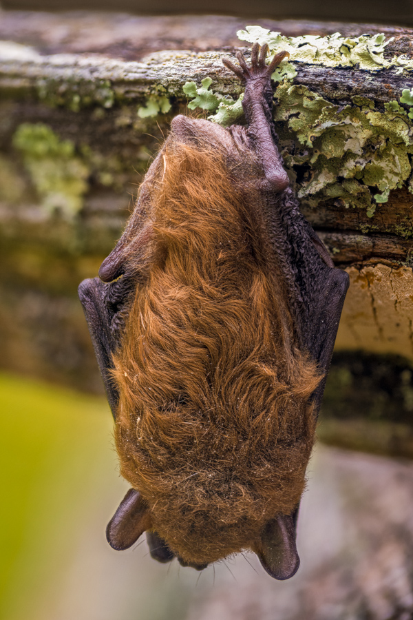 Little Bat