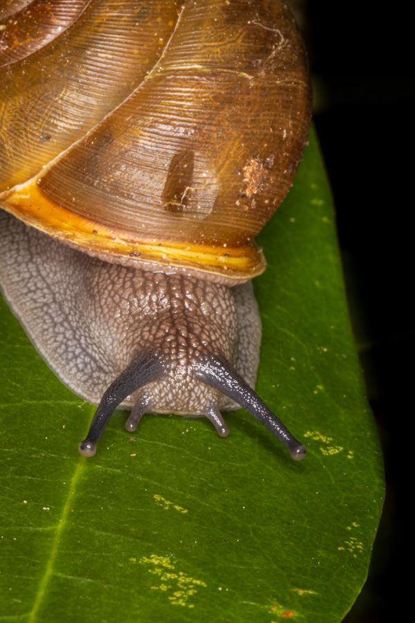 Garden Snail
