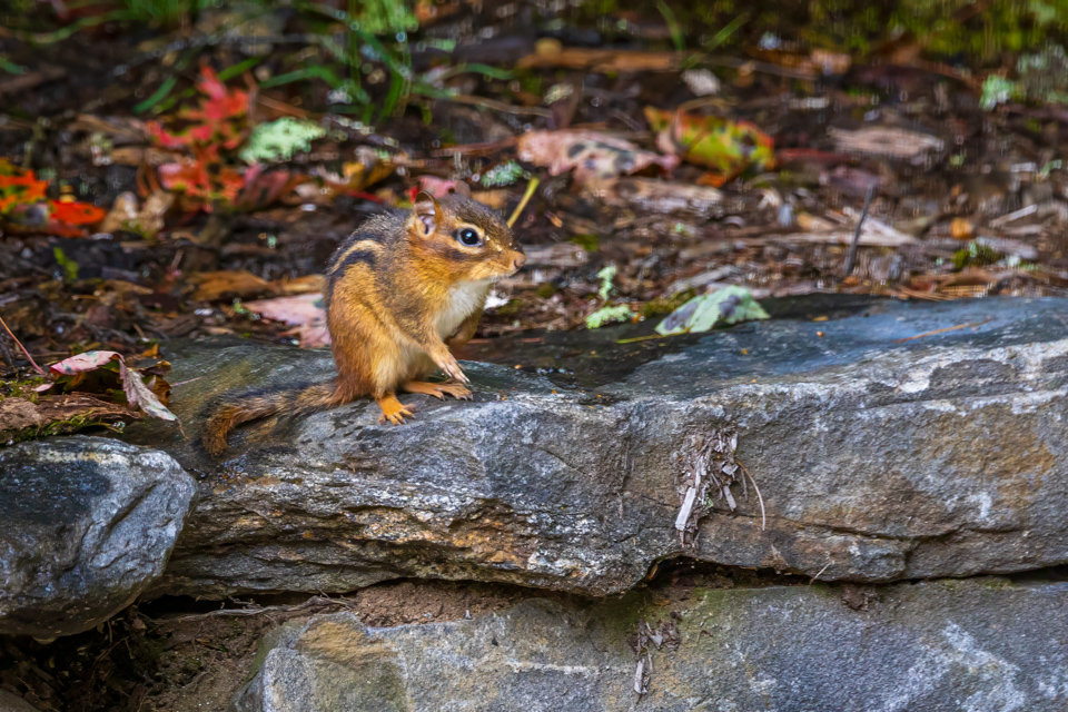 Chipmunk
