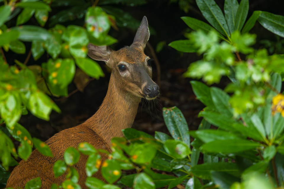 Visitor in the Woods