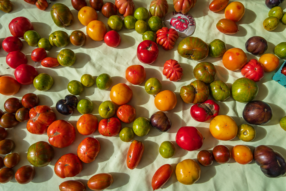 Tomatoes 