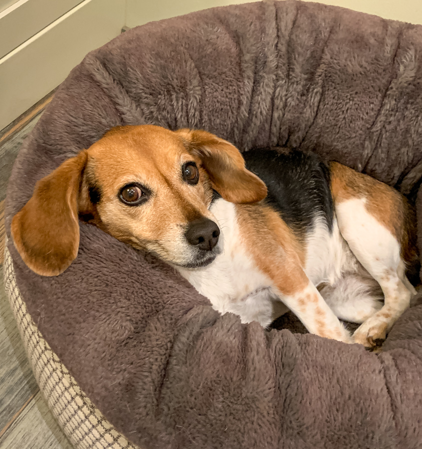 Hey Beagle!!