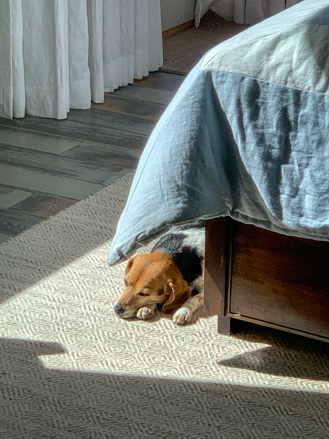 Sun Beagle