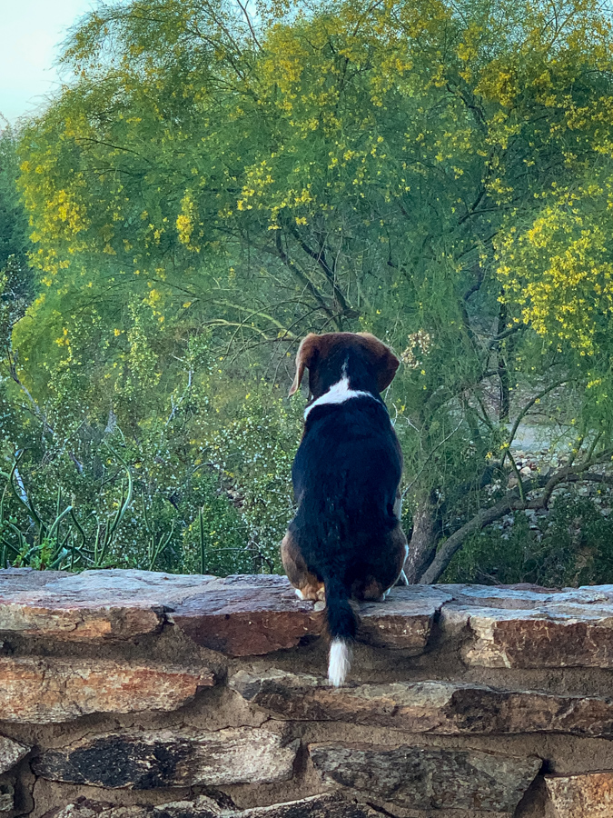 Enjoying the Desert Morning