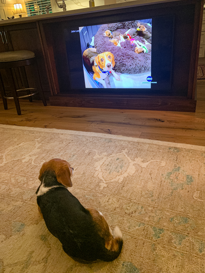 Beagle Watching Beagle Story