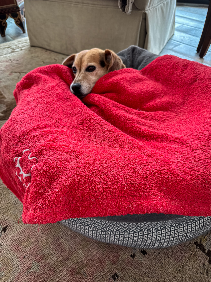 Wrapped Up Beagle