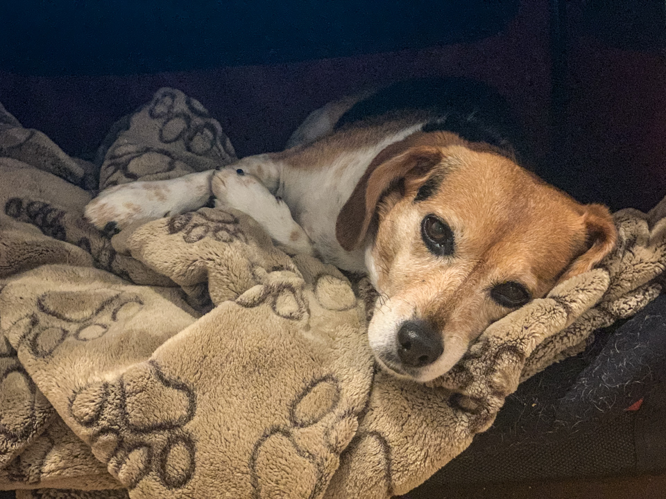 Tired Beagle