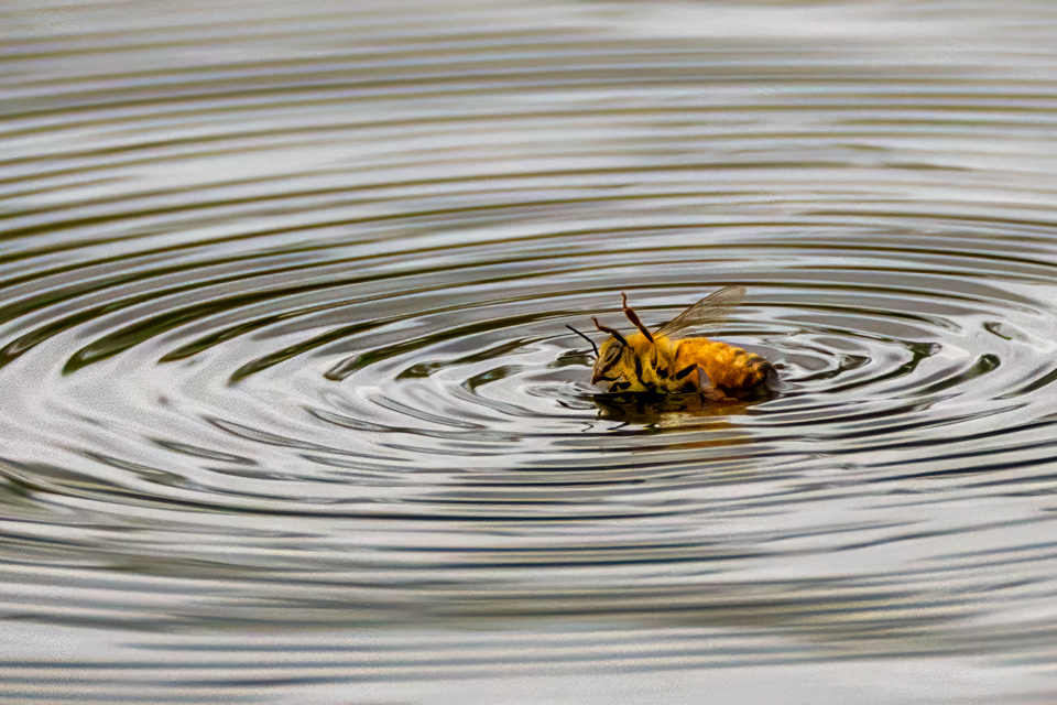 Swimming Bee