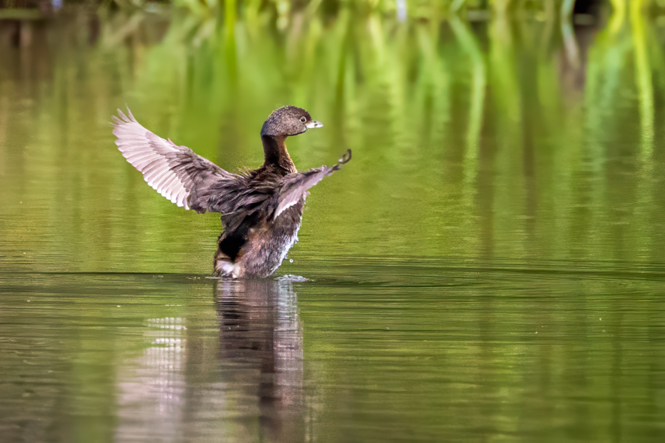 Drying Off