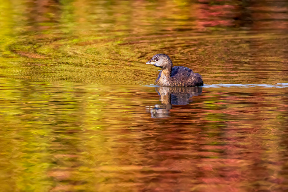 Autumn Swim