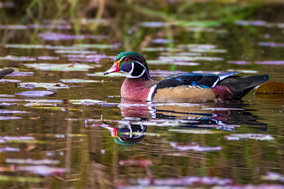 Wood Duck