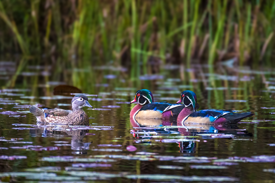 Duck Small Talk