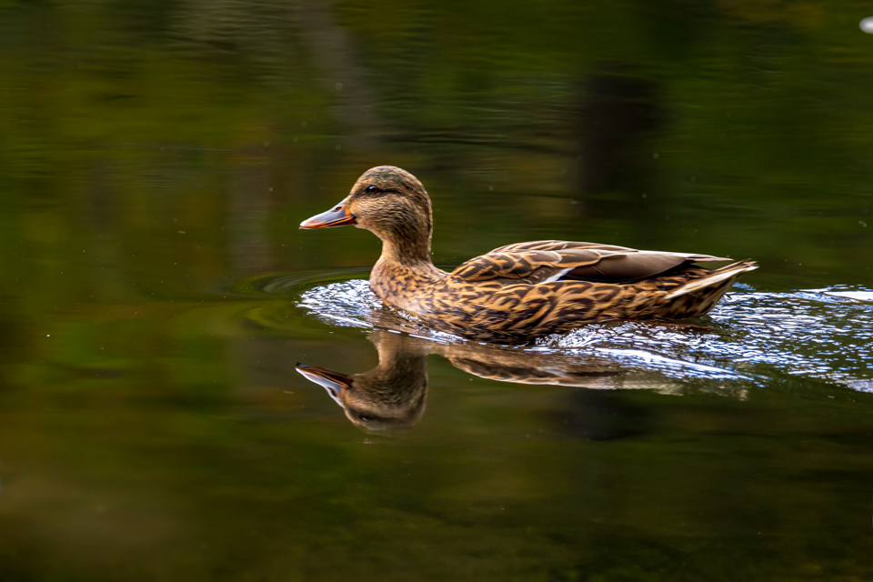 Gadwall
