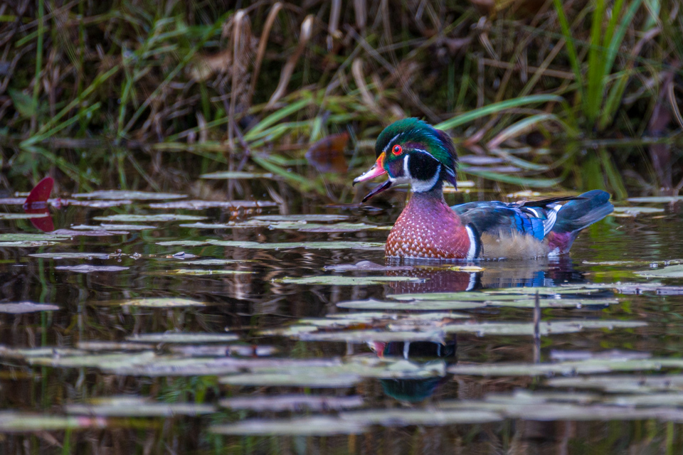 Quacking