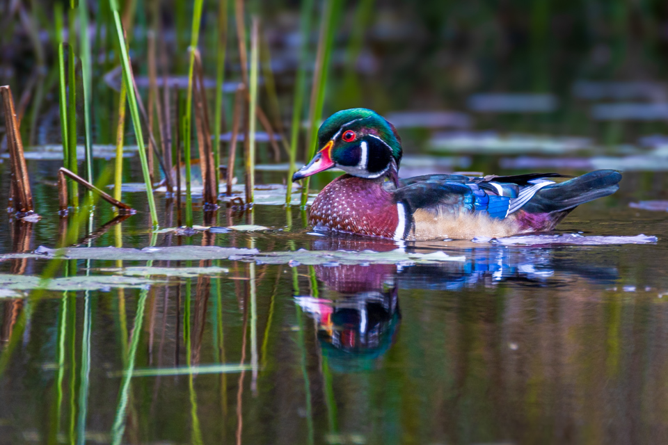 Handsome Duck