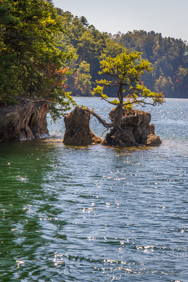 Small Island Small Tree