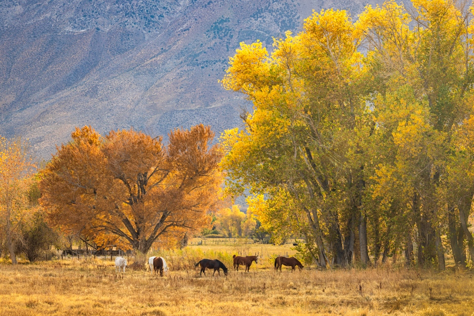 Golden Grazing