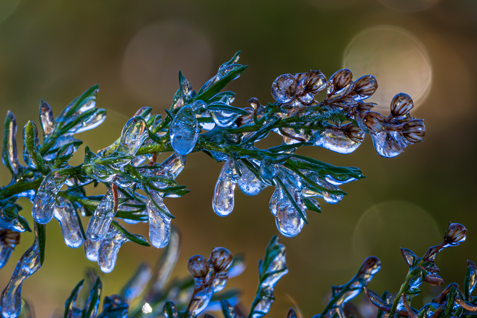 Desert Ice