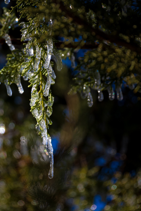Frozen Leaf
