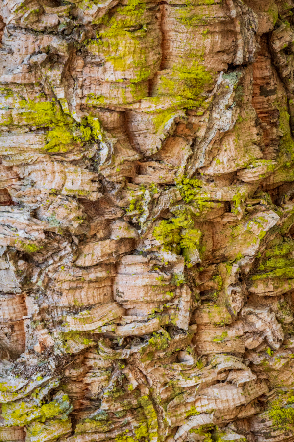 Future Wine Cork