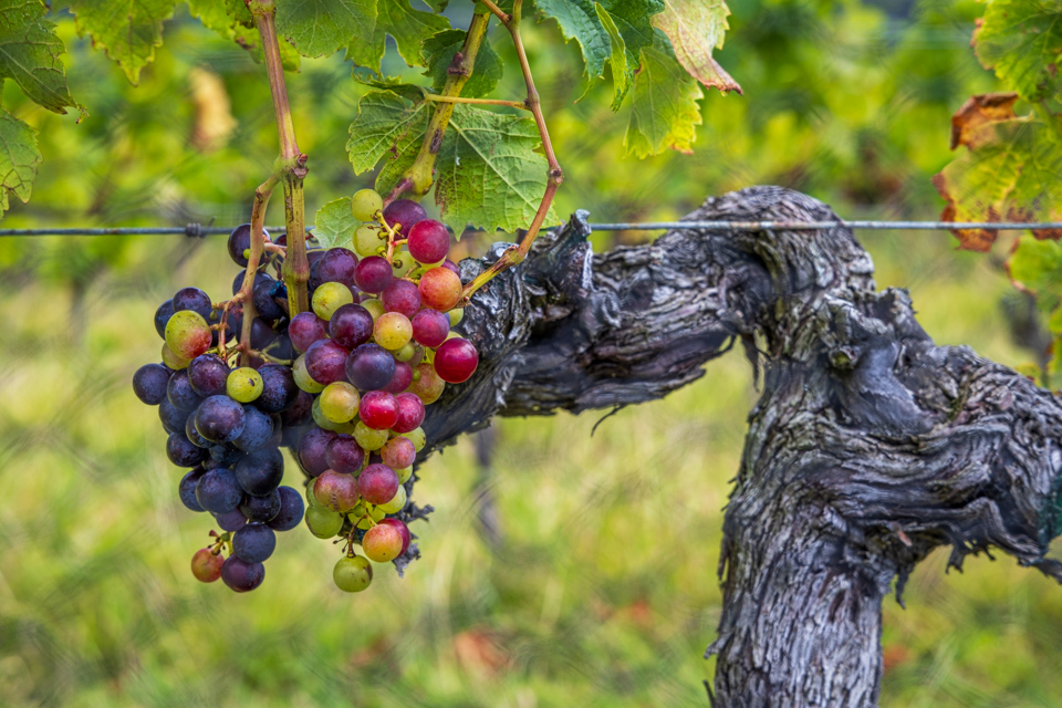 Grapes