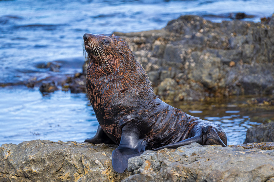 Huge Fur Seal