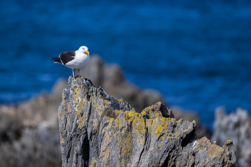Seagull