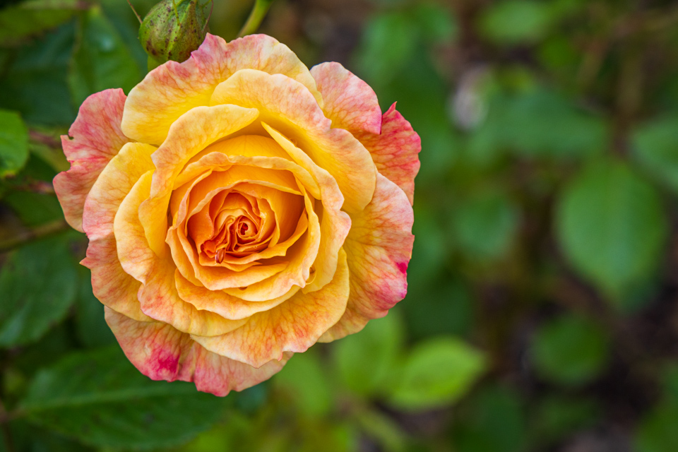 New Zealand Rose