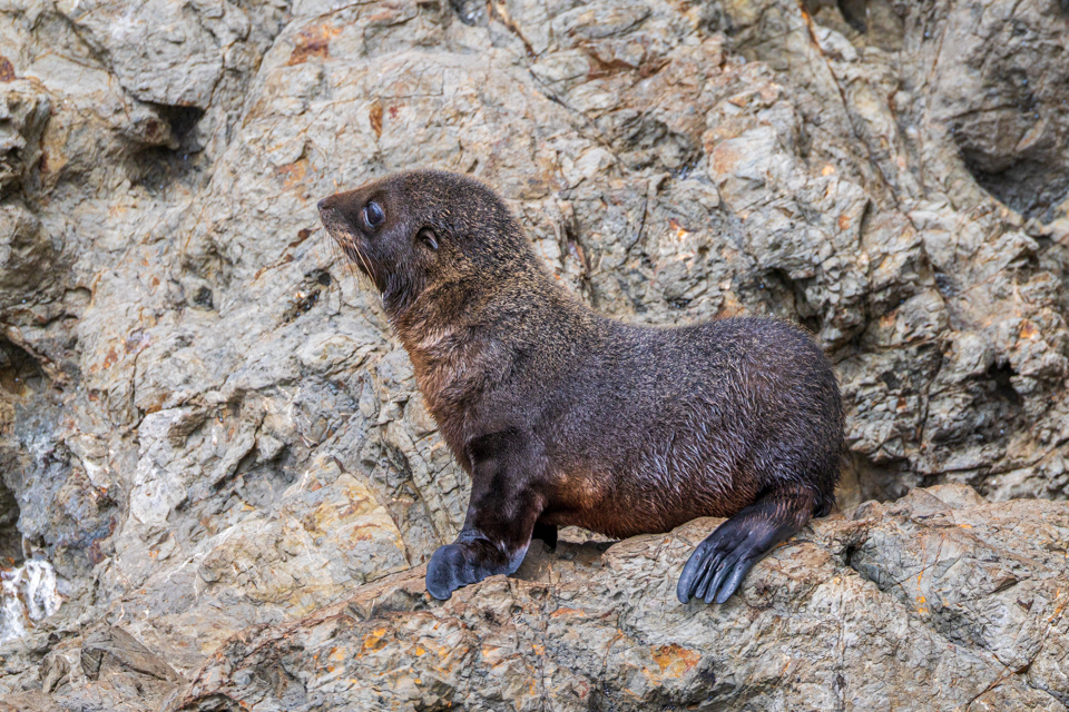 Pup Seal