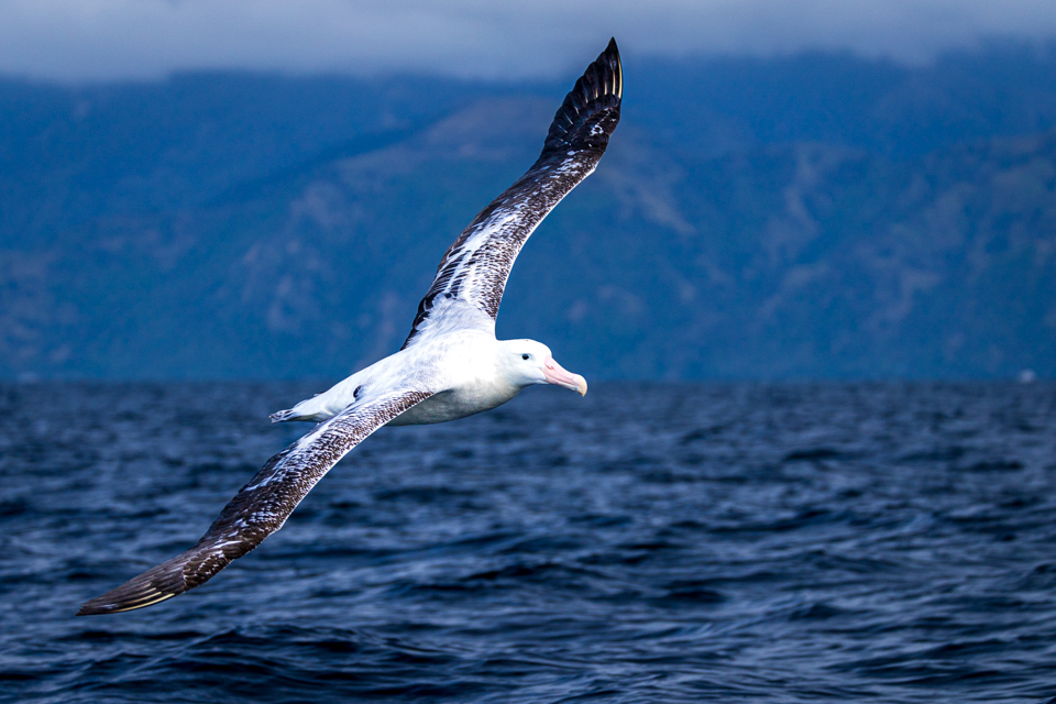 Snowy Albatross